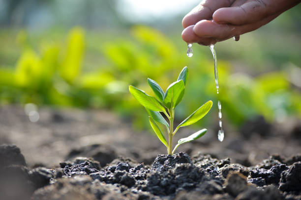 Plantation Program at College Premises